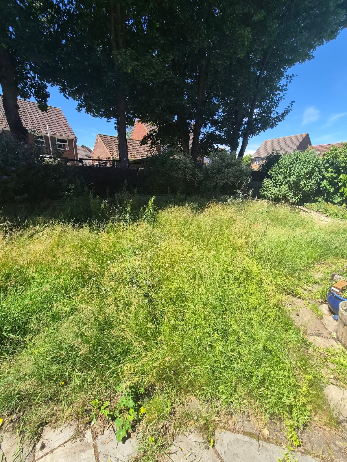 Salisbury Garden Reset — before