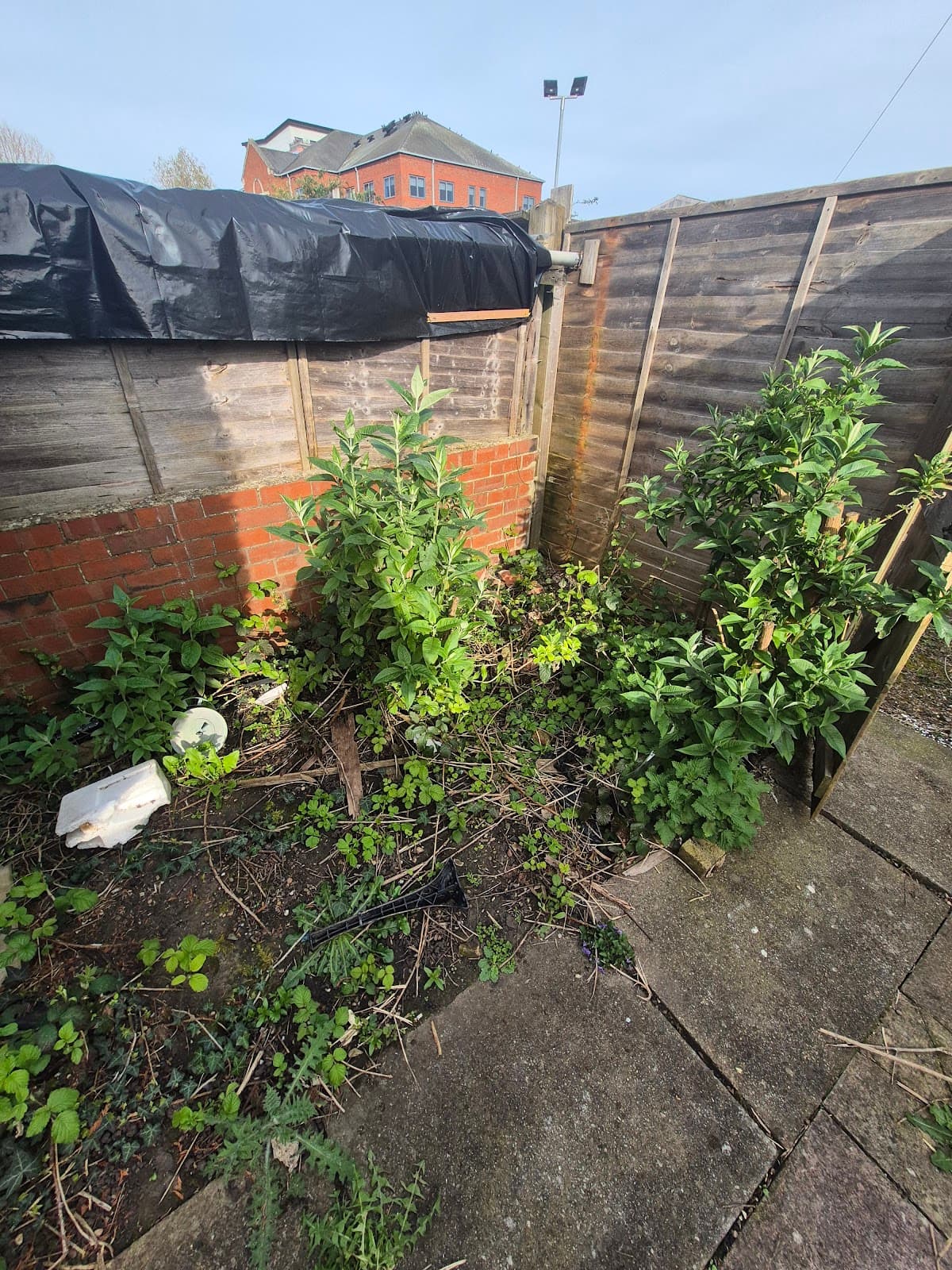 Before — Overgrown and neglected garden prior to LWR Group clearance works