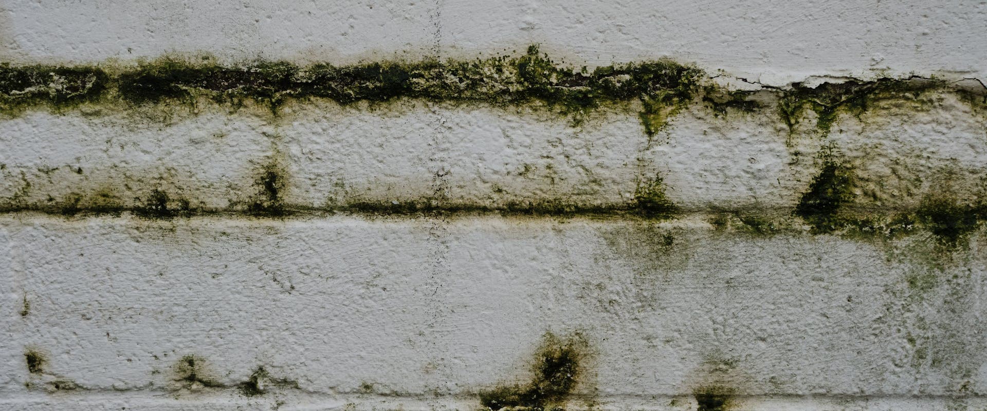 Green mould growth on a wall — signs of a serious damp and mould problem in a rental property
