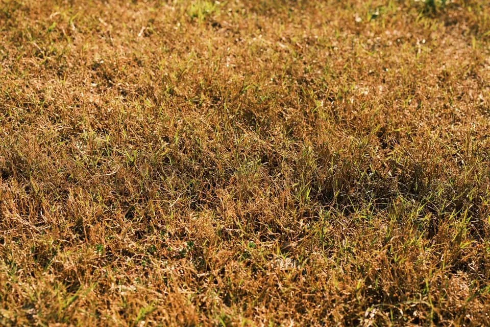 Close up of a brown, scorched lawn after a hot dry summer, straw coloured grass with a few surviving green shoots showing the lawn is dormant rather than dead